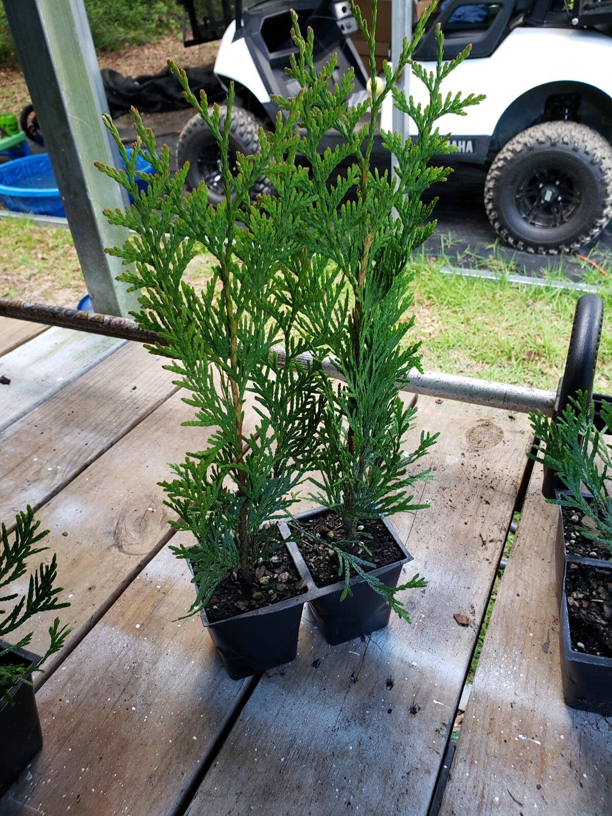 Green Giant Arborvitae, fast growing, privacy, five to 50 plants, FREE shipping