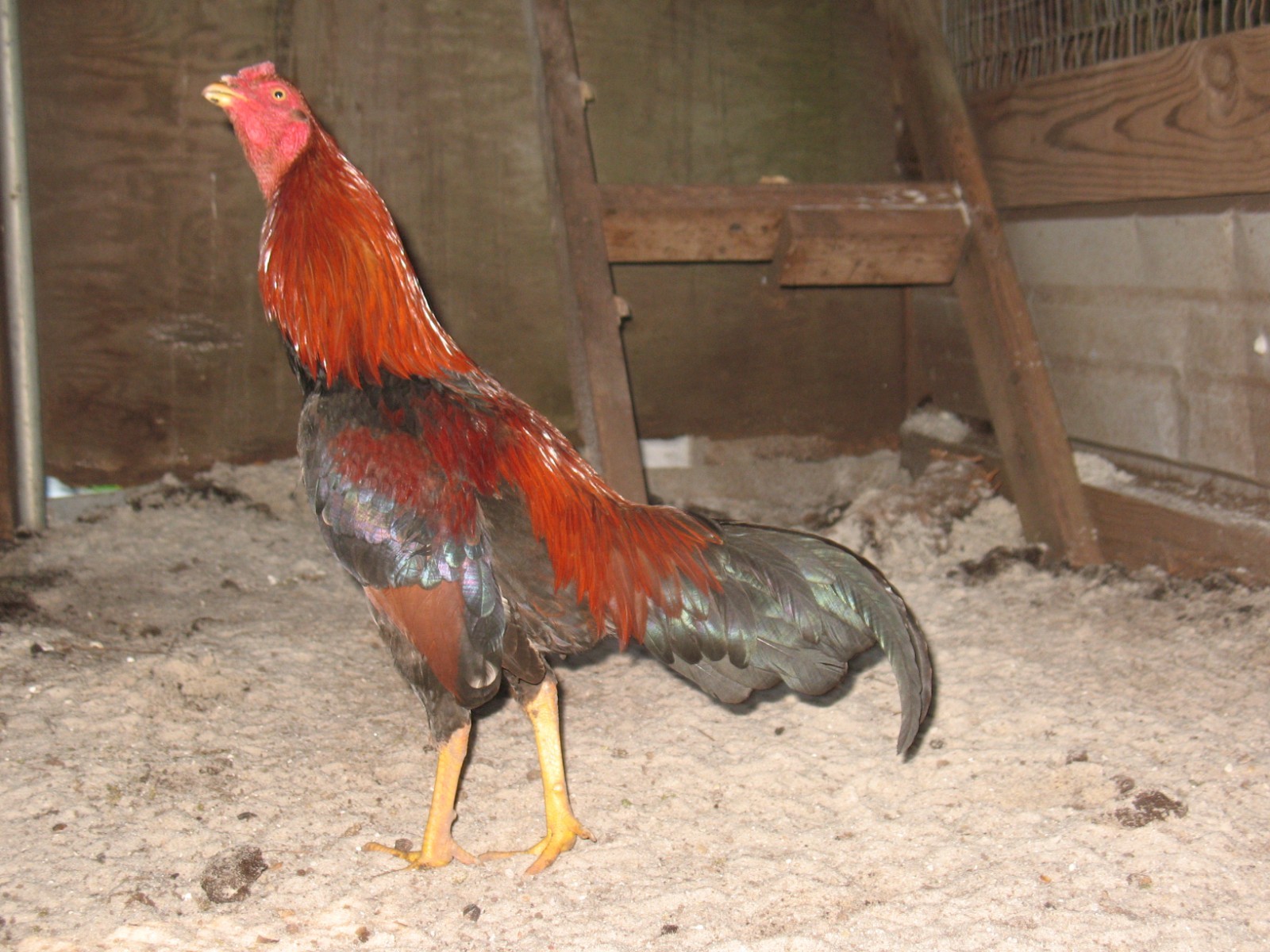 12 ASSORTED WAHL ASIL EGGS