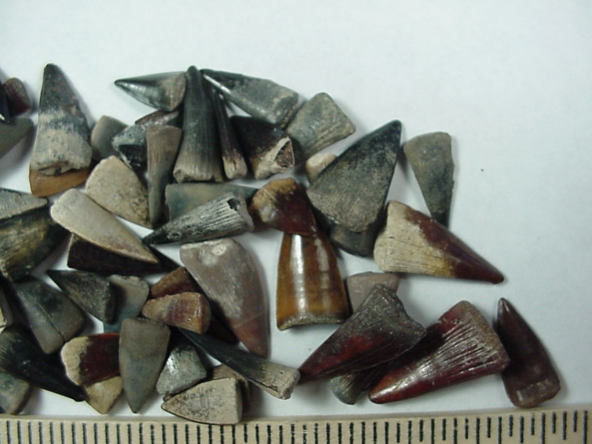 50 - Fossilized Barracuda teeth from North Florida