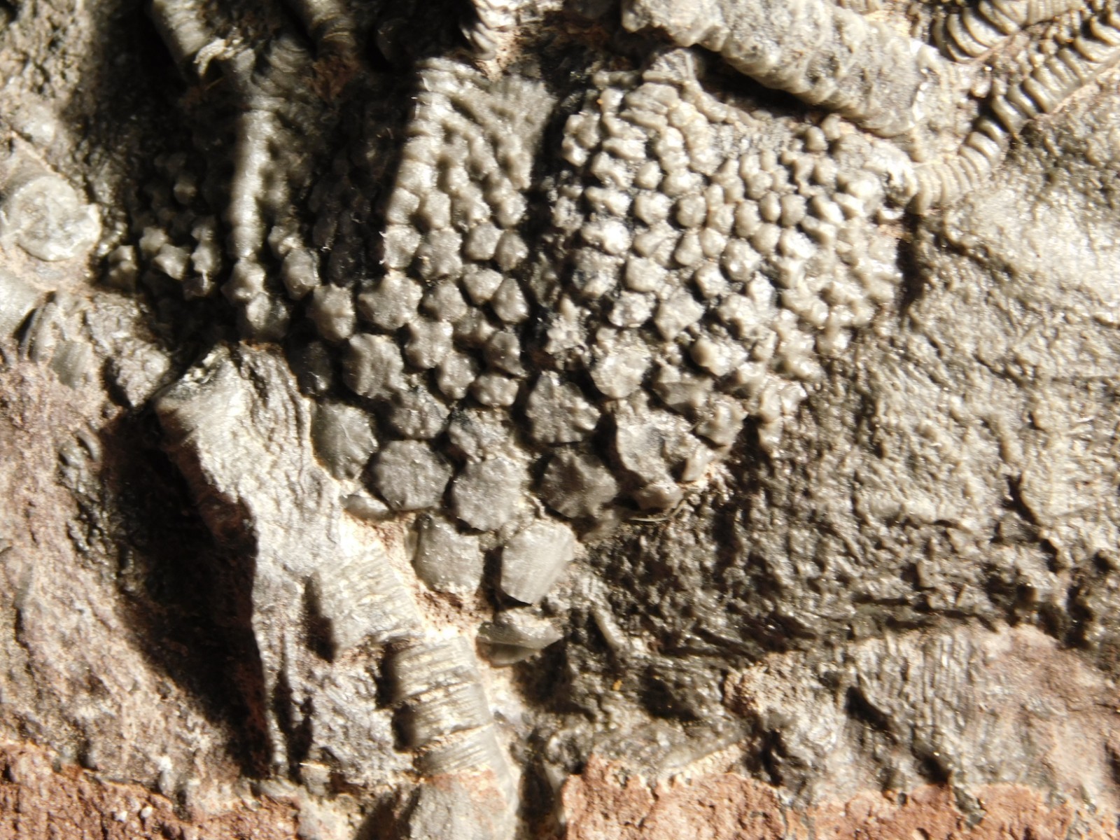 430 Million Year Old! CRINOID Fossil or Sea LILY Fossil Morocco 384gr