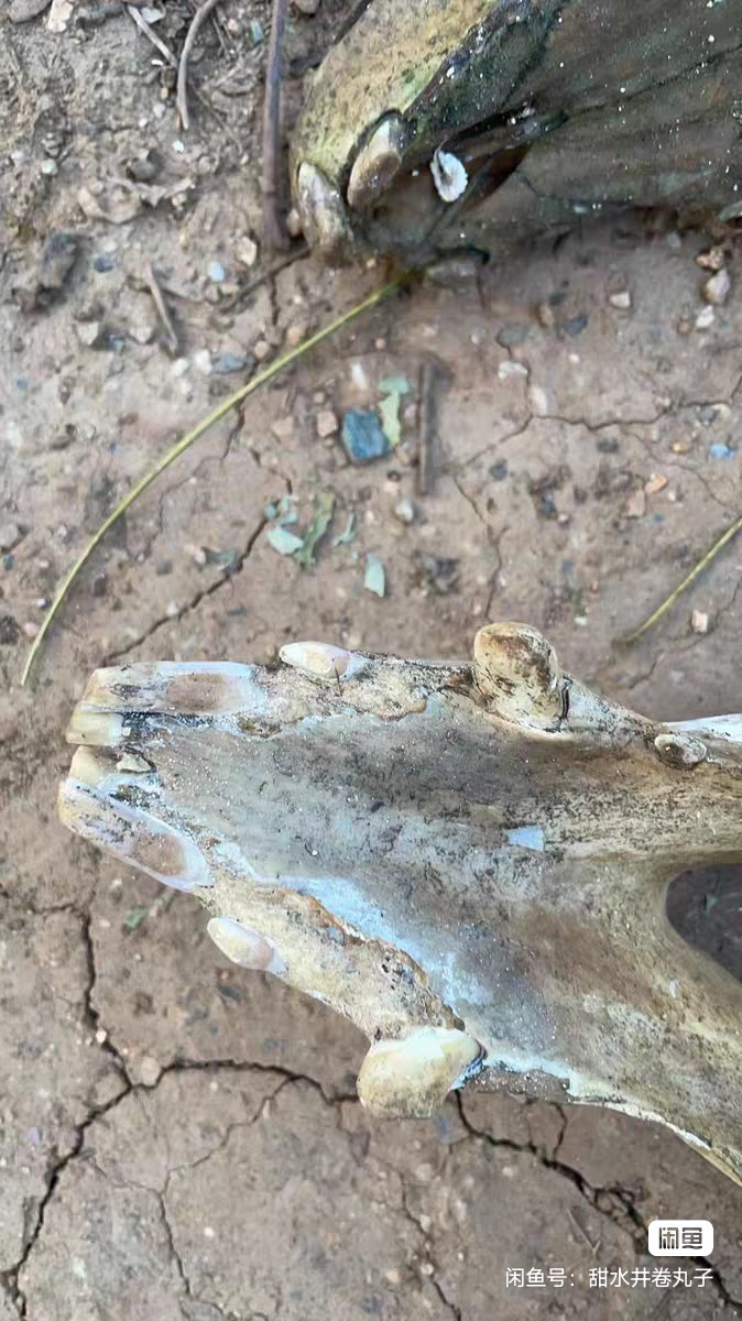 Early Exquisite Bone Fossils - Ancient Fossil Specimens