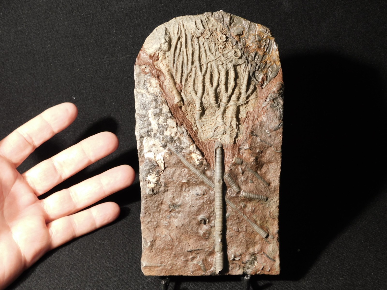 430 Million Year Old! CRINOID Fossil or Sea LILY Fossil Morocco 505gr