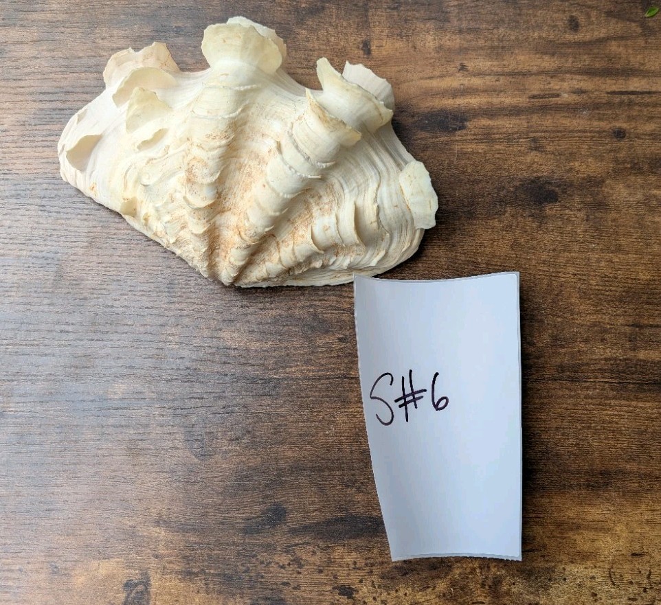 Large Vintage TRIDACNA SQUAMOSA Fluted Giant Clam Shell HALF 9 x 5 1/2"