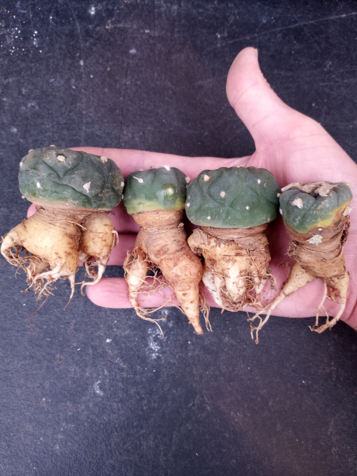 ONE(1) RARE Cactus sp koehresii, seed grown in 2.60" pot, large root