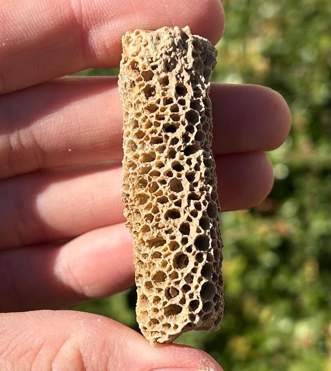 Oklahoma Fossil Coral Striatopora Pennsylvanian Age Gene Autry Shale