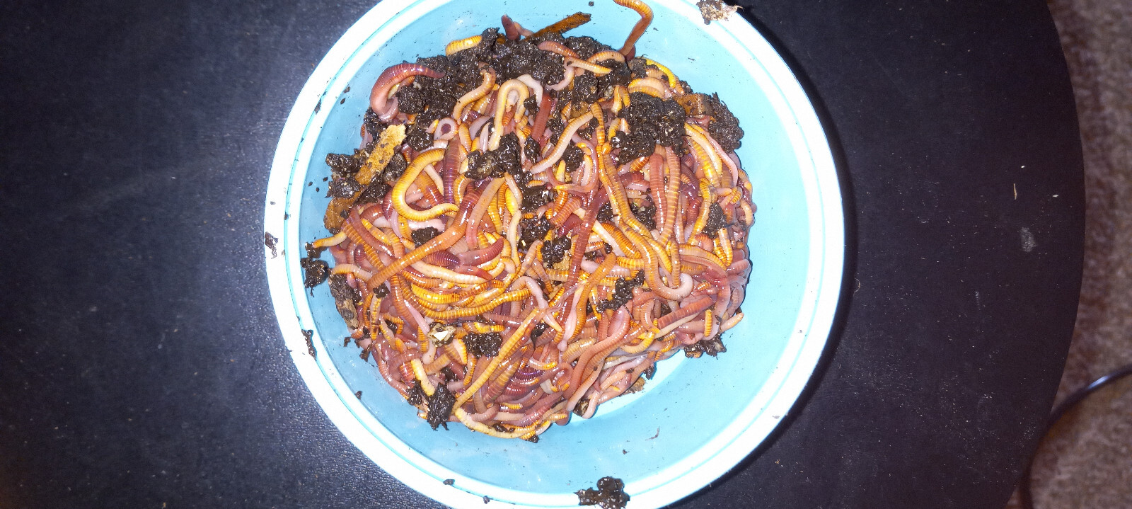 Live Red Wiggler WORMS, Garden Time, Red Wiggler Compost Worms, Wiggler Blend!