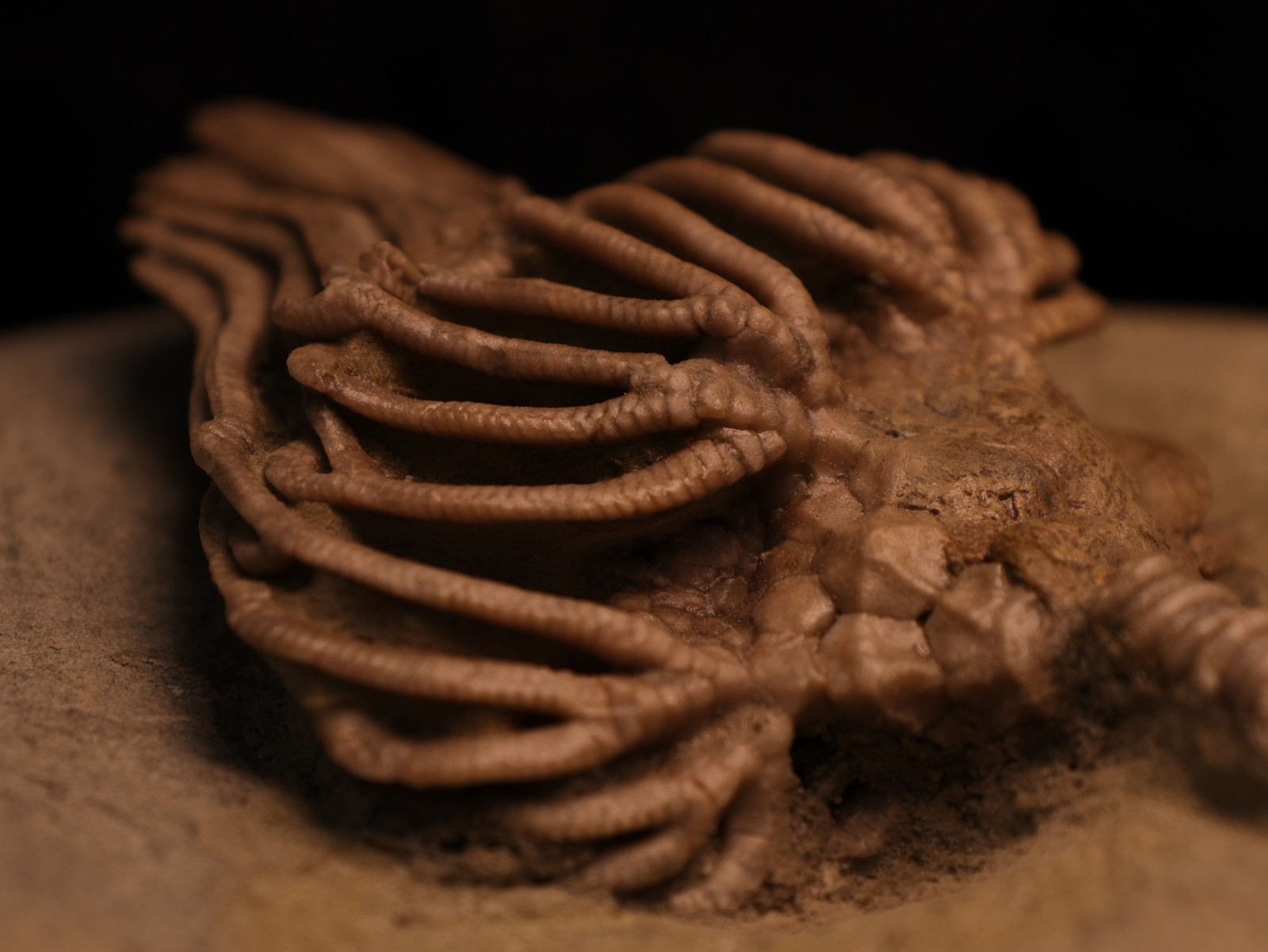 Actinocrinites gibsoni Crinoid Fossil, Crawfordsville, IN