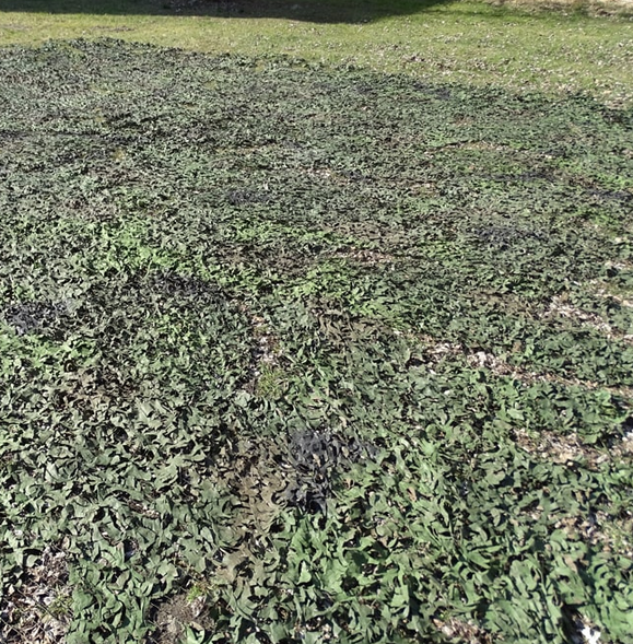 Org. German Army Camouflage Net, 10 x 10 meters - (393 3/4) x 2 inches