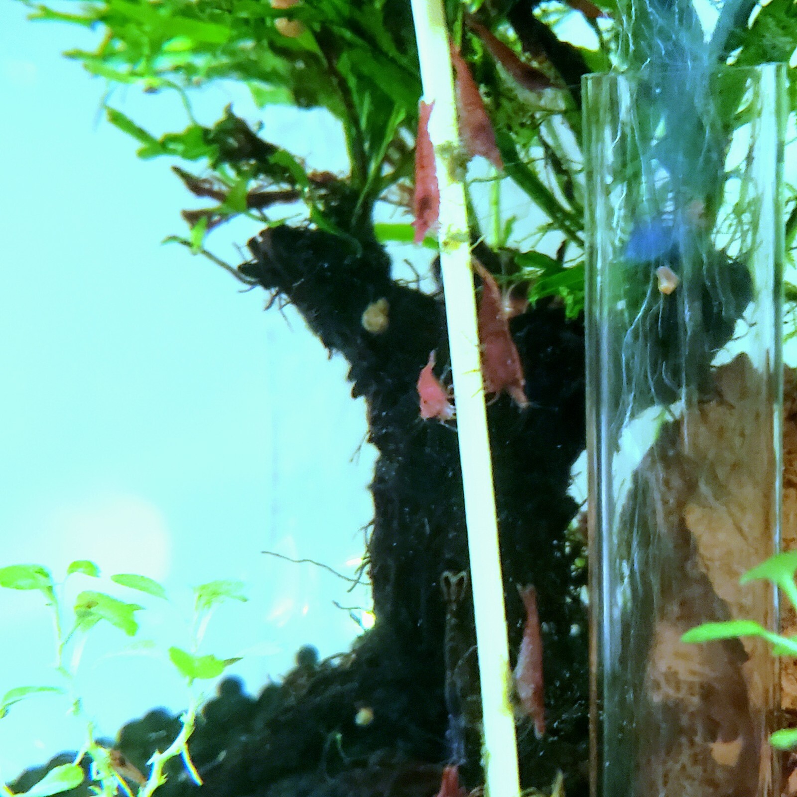 Shrimp Lollies Nano 60 CT Variety Pack (20/20/20) & 3 Holders