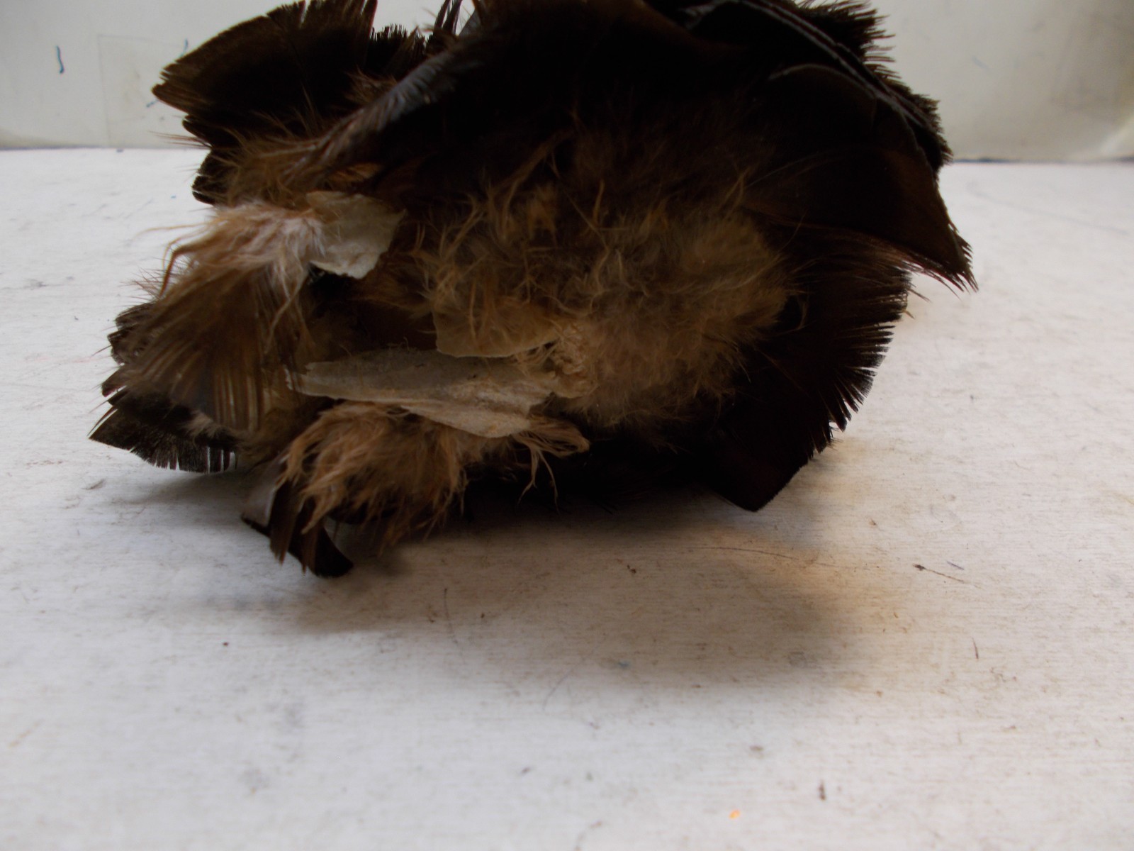 wild turkey mounted turkey head taxidermy cabin decor