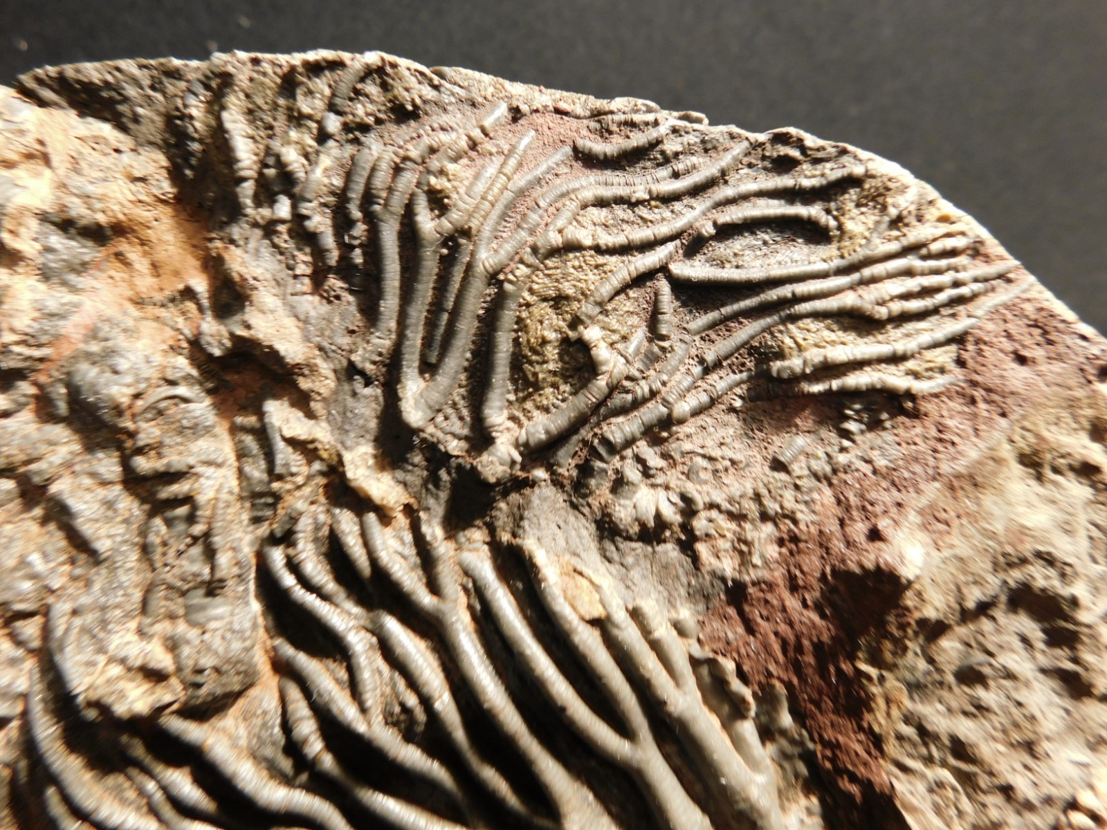 wOw! BIG! 430 Million Year Old! CRINOID Fossil or Sea LILY Fossil Morocco 1144gr