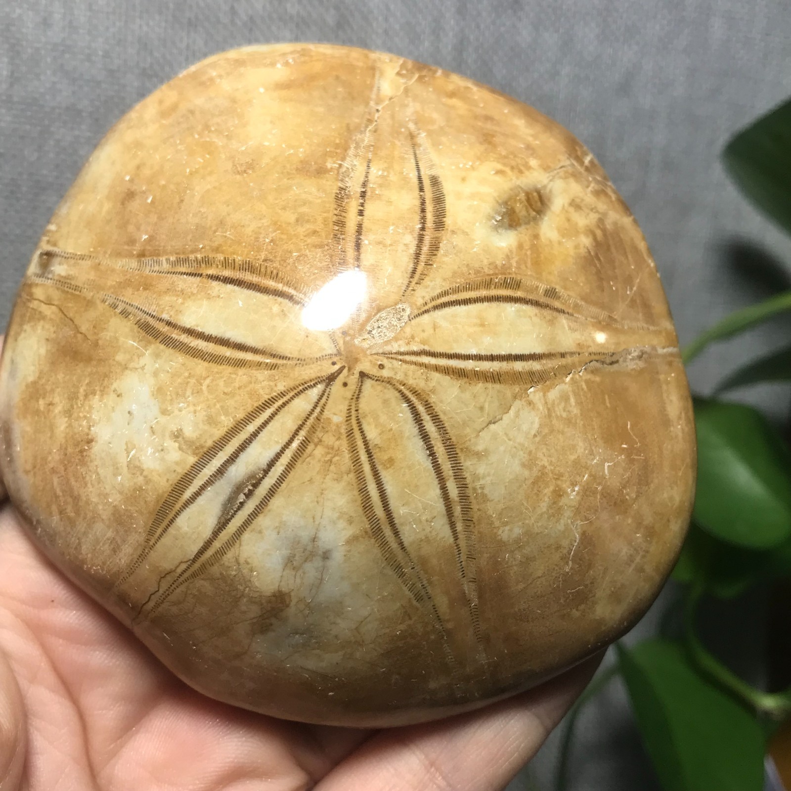 229g Starfish Crystal Specimen 08