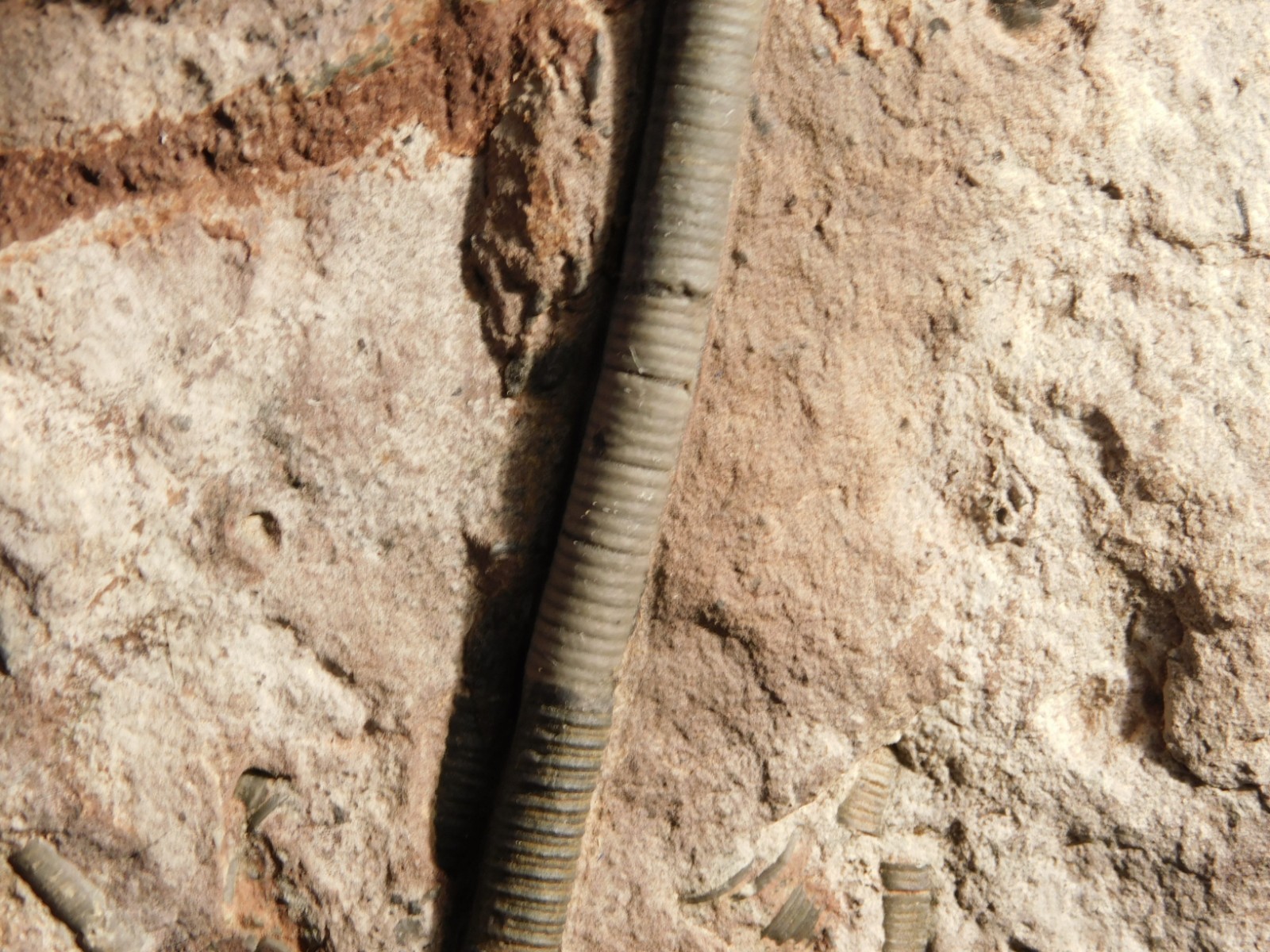 Larger! 430 Million Year Old! CRINOID Fossil or Sea LILY Fossil Morocco 629gr