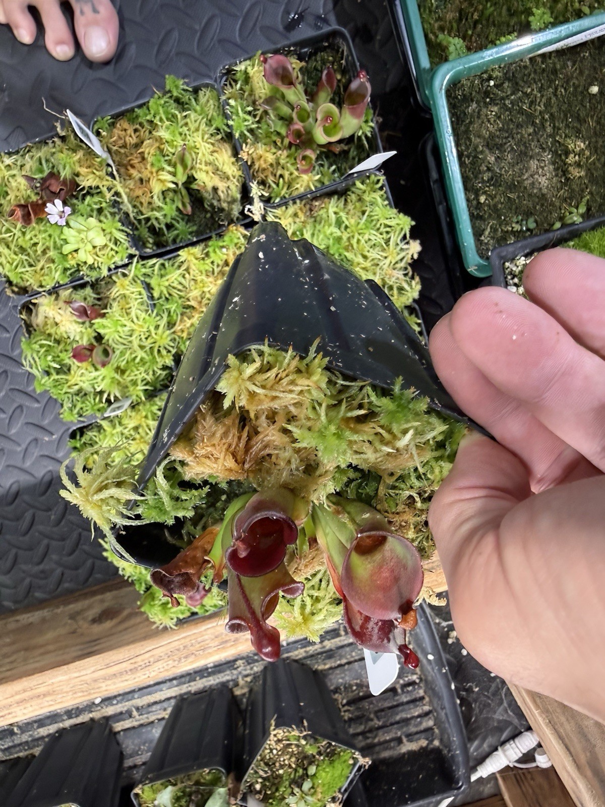 Heliamphora Minor X Cherry Top