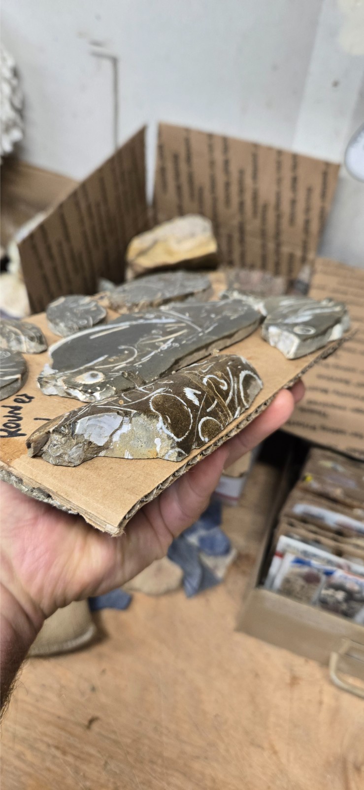 Purisma Formation Fossil Limestone, Cabochon Slabs Preforms 13 Pcs, Flat 135