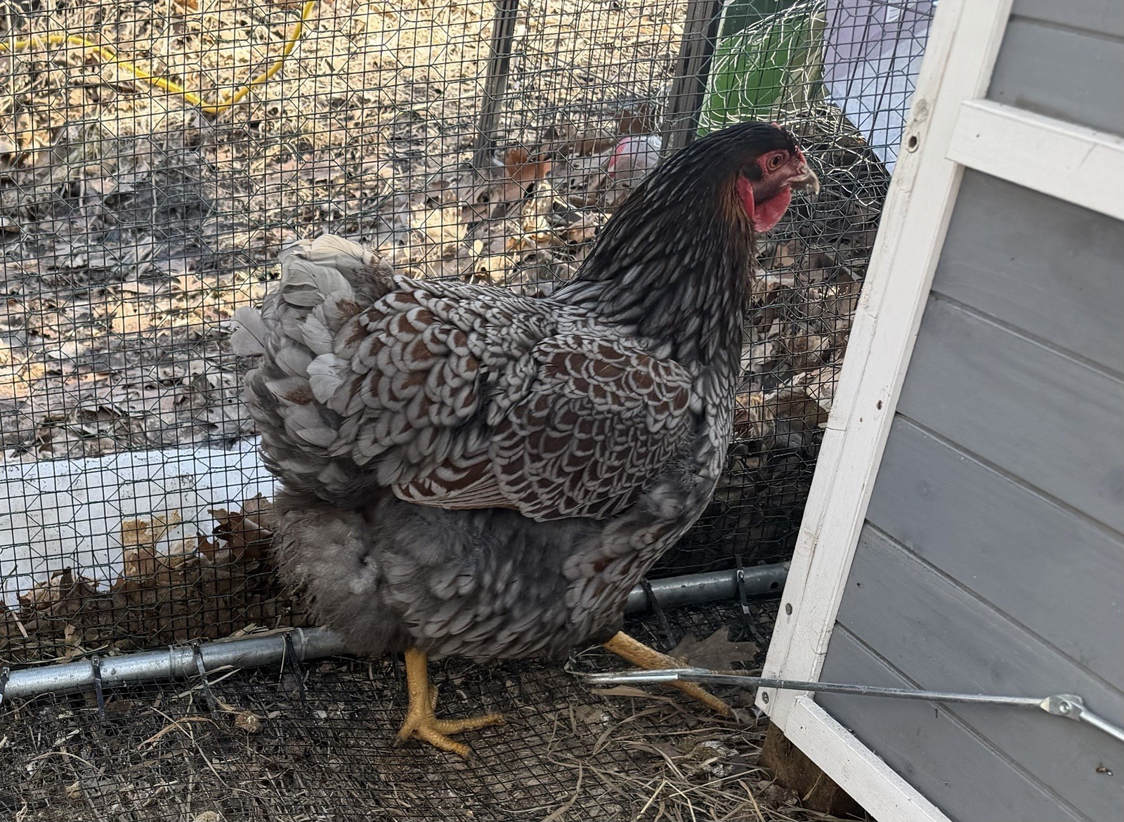 Dozen + Purebred Blue-Laced Red Wyandotte Hatching Eggs. Free Flat Rate Shipping