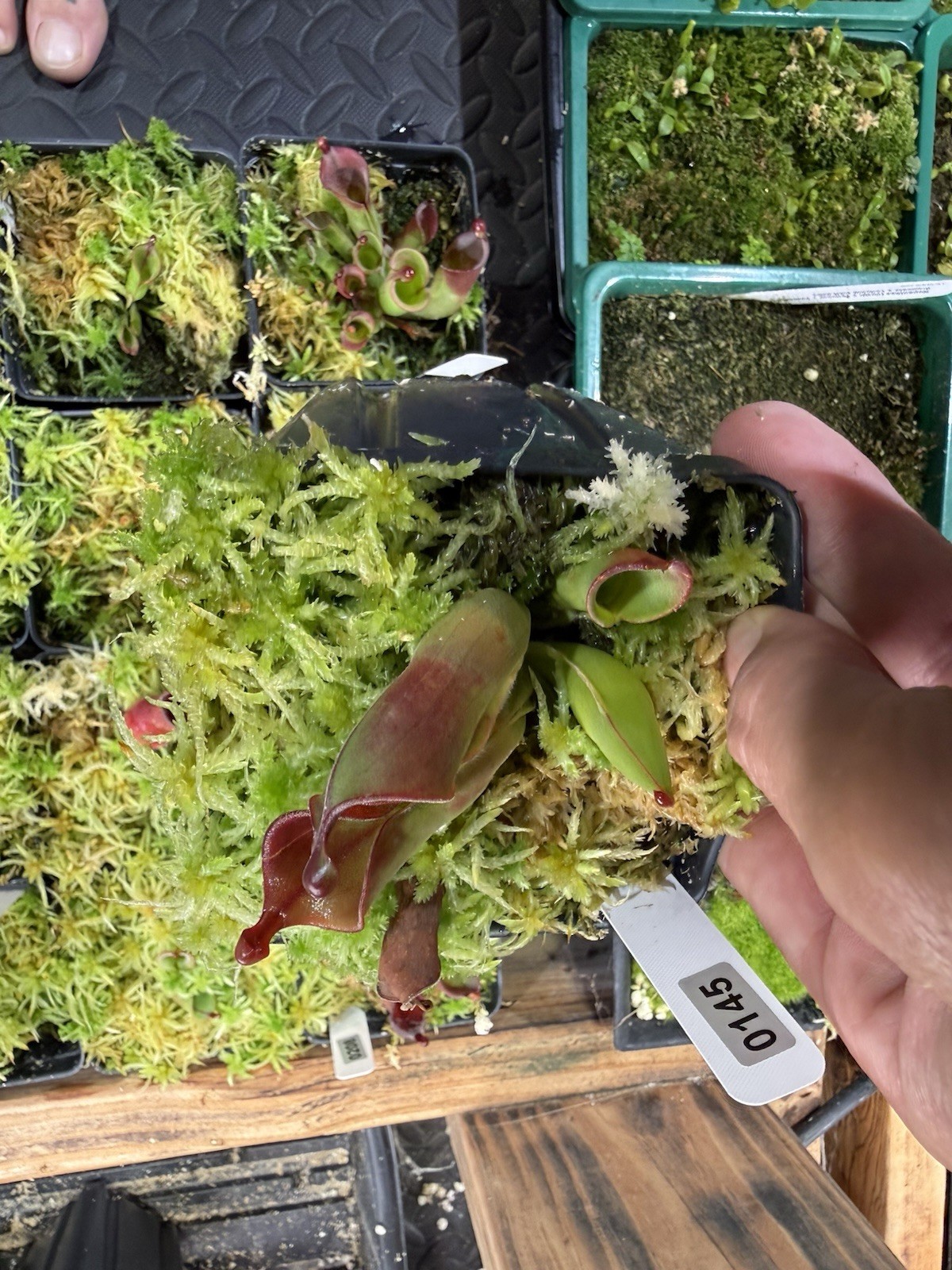 Heliamphora Minor X Cherry Top