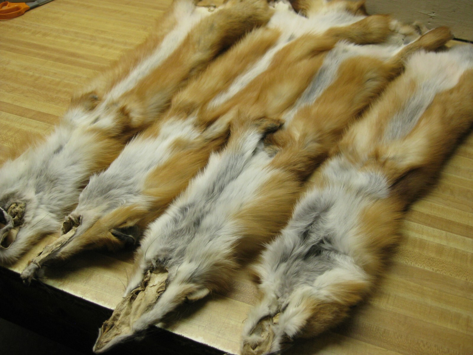 WEEKLY " SPECIAL " RED FOX XLG INVENTORY REDUCTION NO TAIL REDUCED