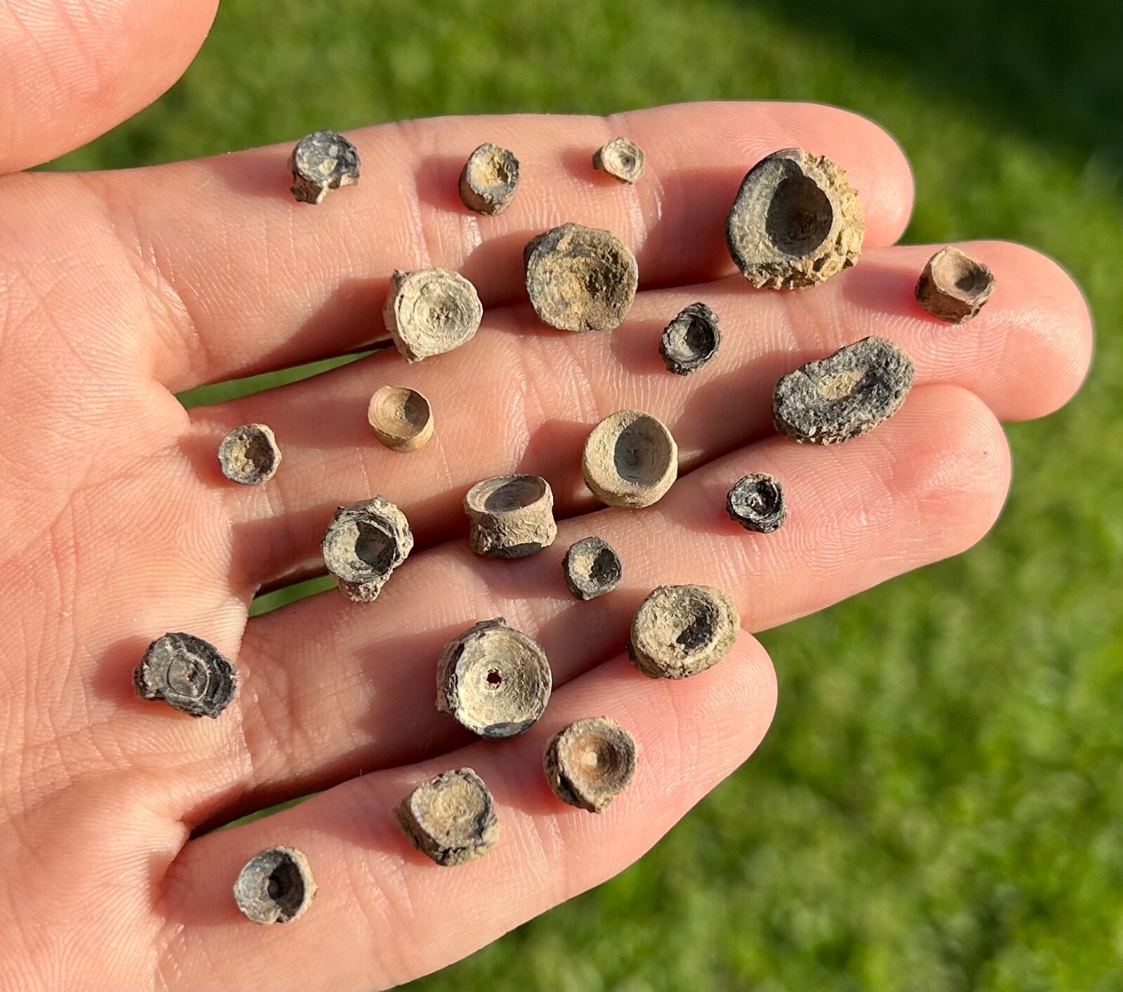 Texas Fossil Fish Vertebrae ONE PER PURCHASE Cretaceous Dinosaur Age