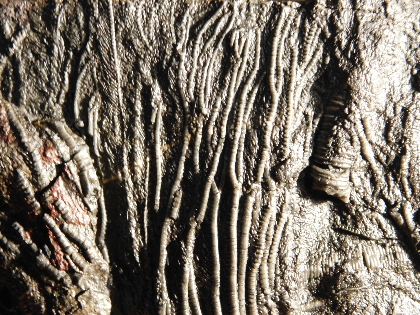 LARGER! 430 Million Year Old! CRINOID Fossil or Sea LILY Fossil Morocco 686gr