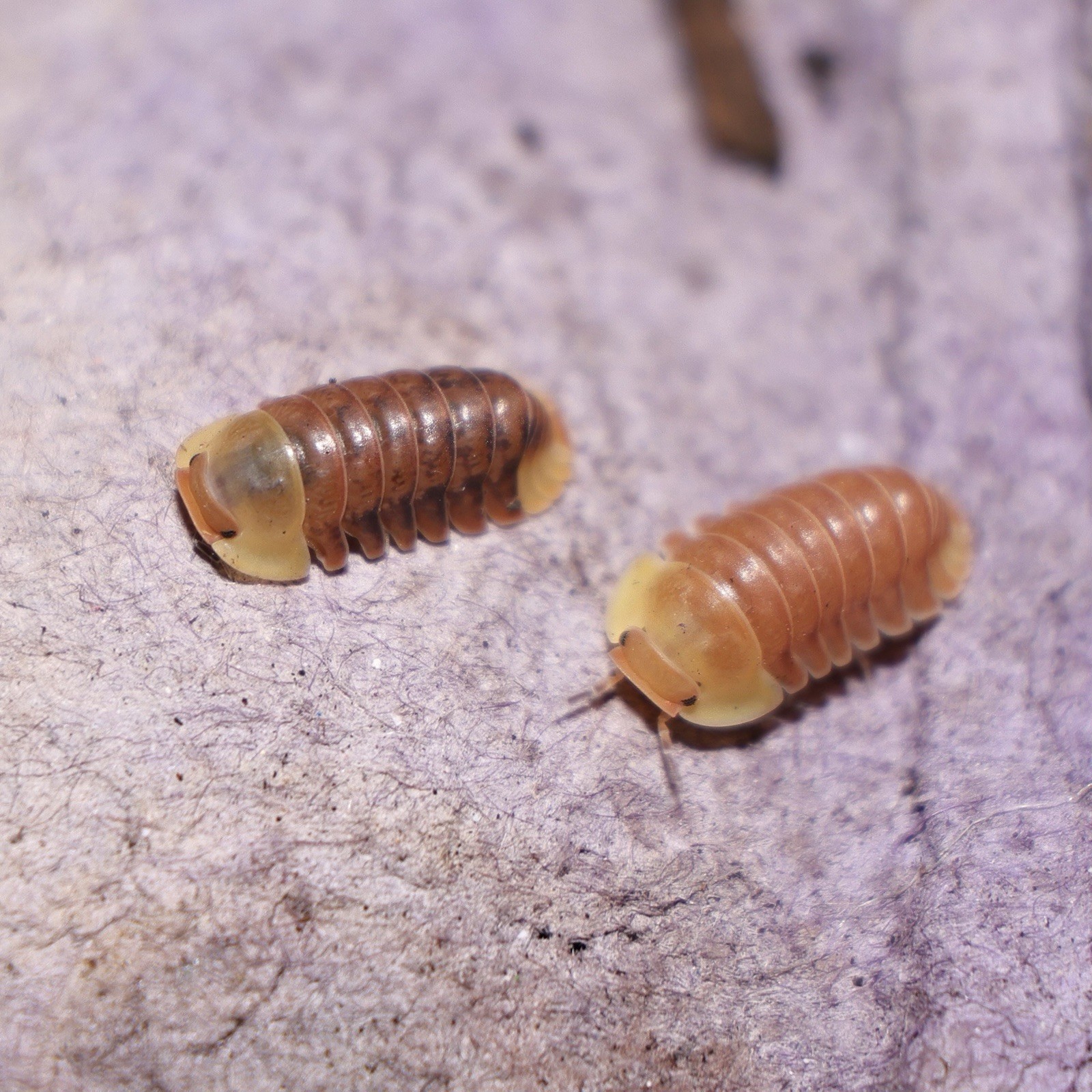 Rubber Ducky/Blonde Rubber Ducky Isopods LAG