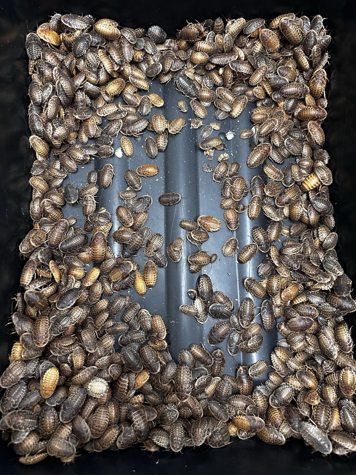 Dubia Roaches - Small, Medium, Large Males - Live Arrival Guaranteed FREE SHIPPI