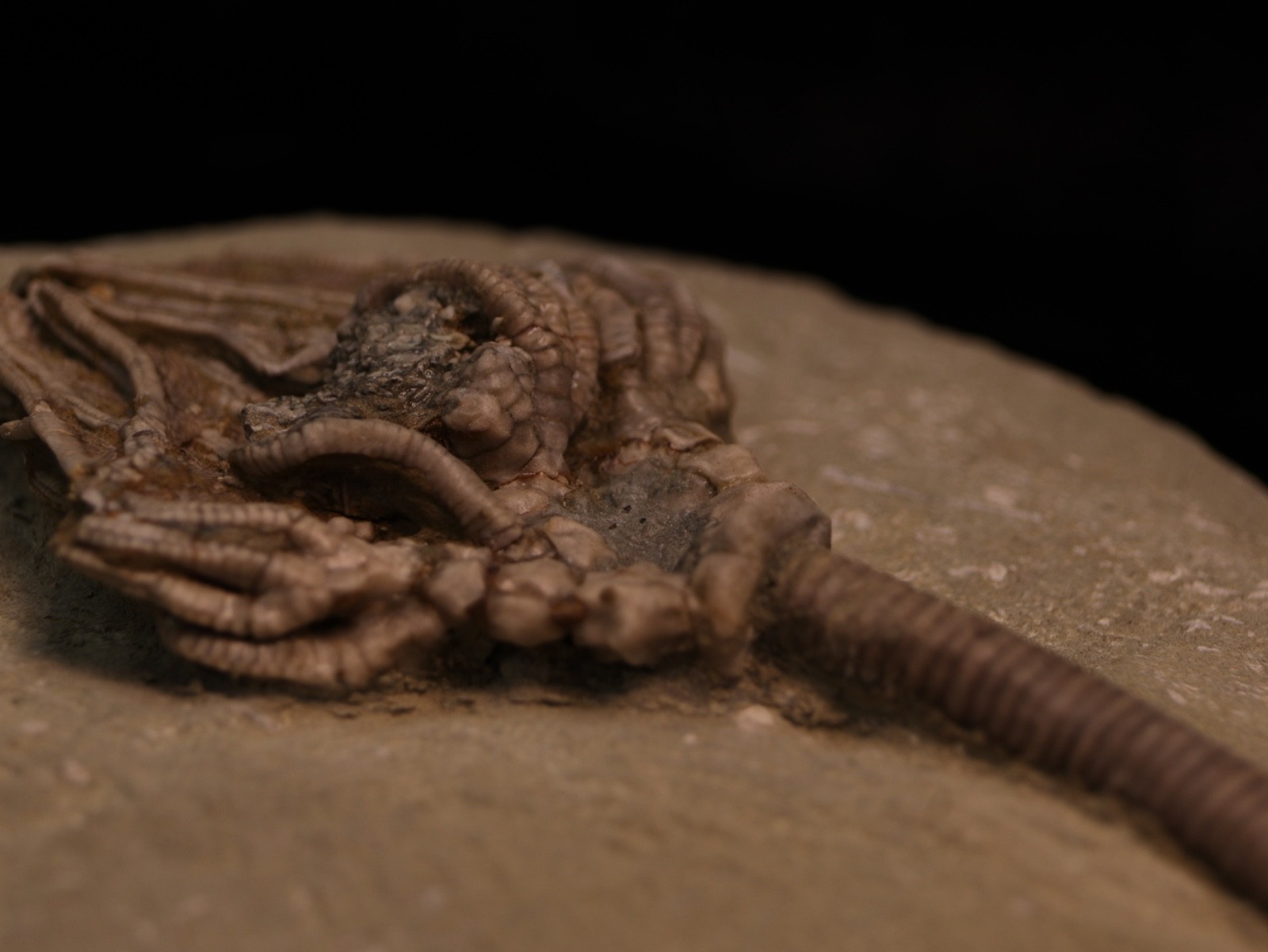 Well-Coiffured Crinoid Fossil, Crawfordsville, IN