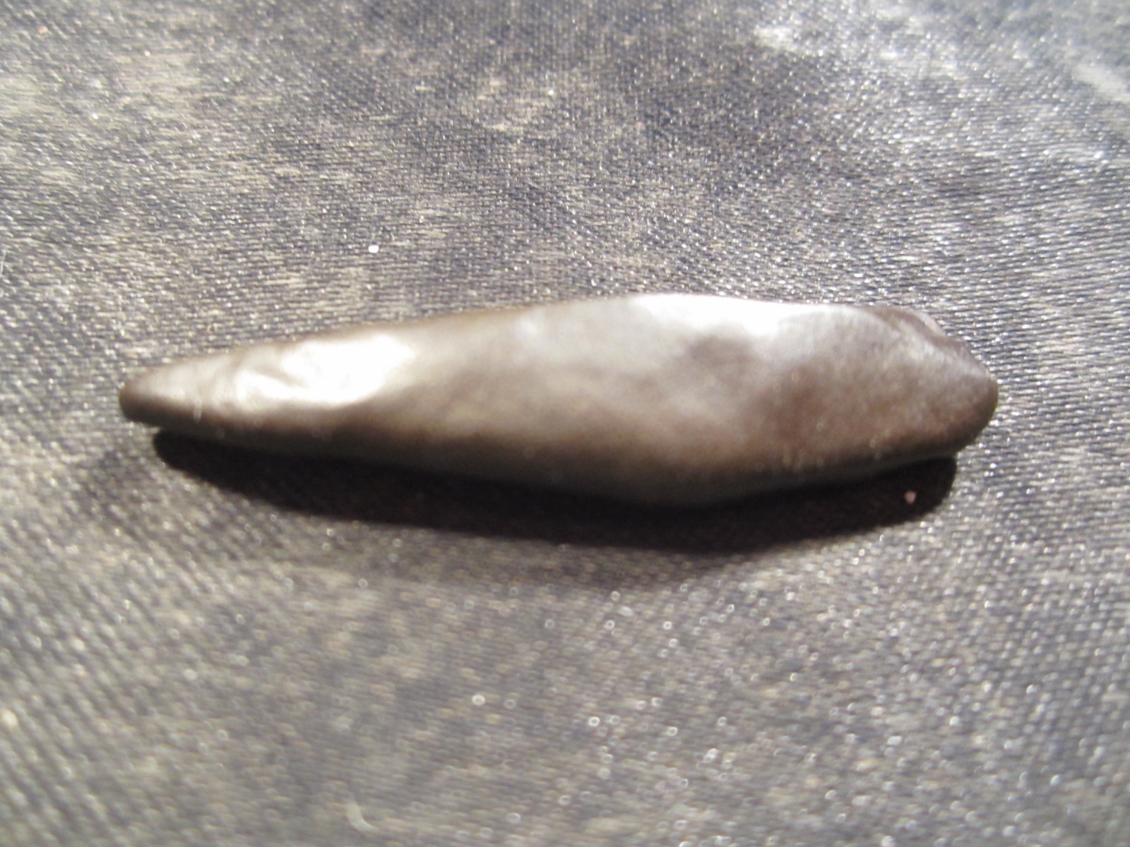 Fossilized Mammal Tooth Venice, Florida