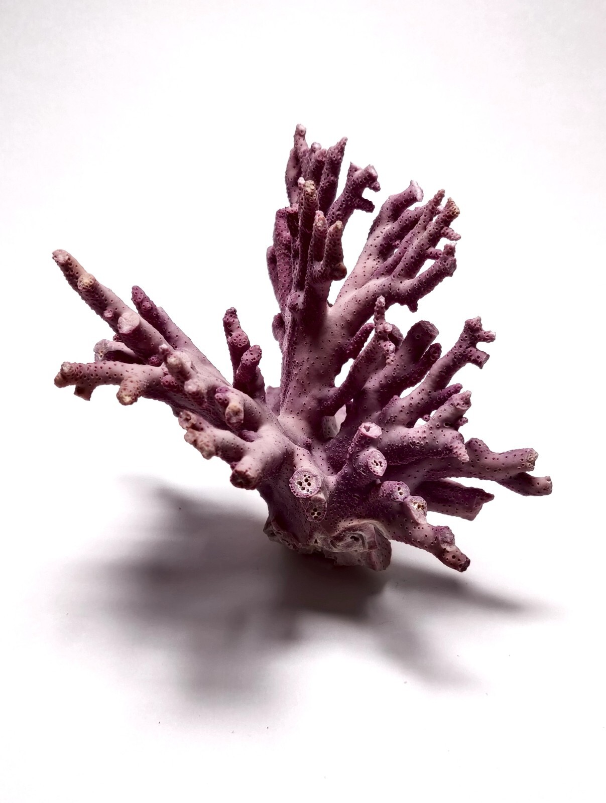 Rare Purple / Lavender Hydrocoral Coral from California Home Decoration