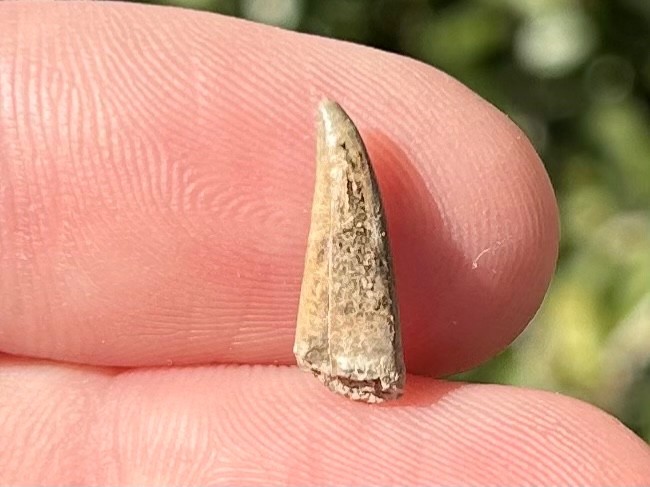 RARE Fossil Xiphactinus Fish Tooth Texas Cretaceous Pawpaw Formation