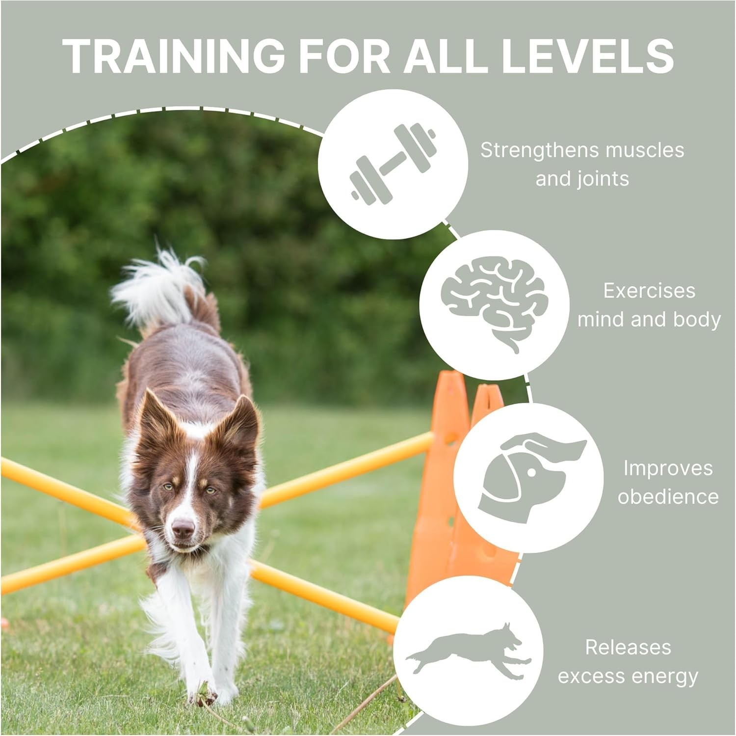 Complete Dog Agility Hurdle Set - 6 Cones, 3 Adjustable Rods, Training Tips