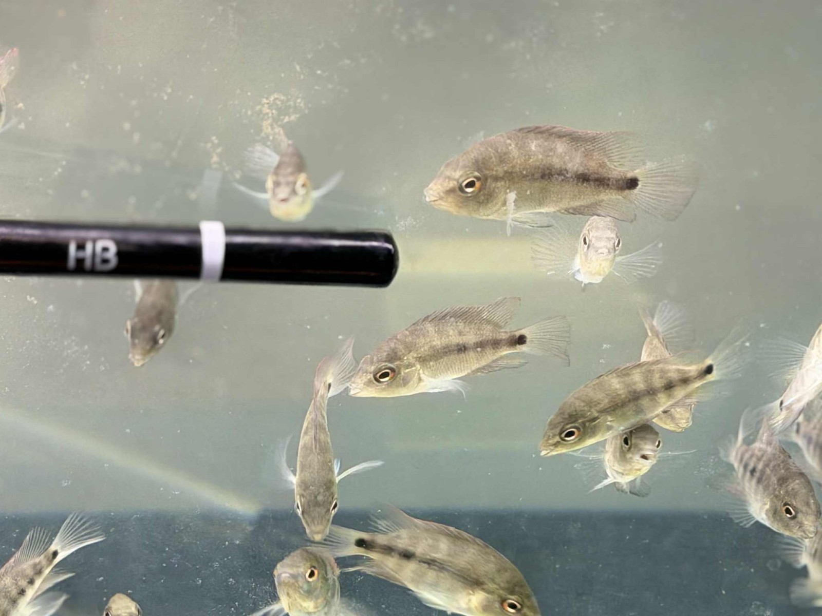 Premium Flowerhorn 1 Fry Super Red Monkey 1 inches-Buy 3 get 1 Free-A++++