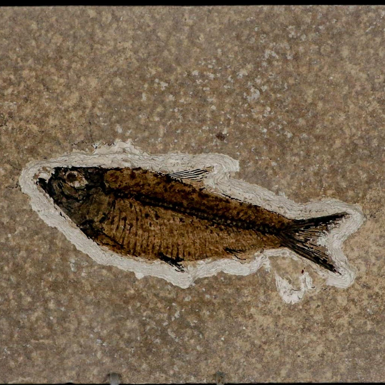 XL 4.7" Knightia Eocaena Fossil Fish Green River FM WY Eocene Age COA & Stand