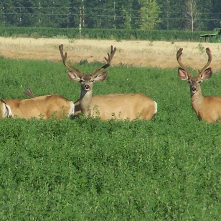 SeedRanch Alfalfa Seed - Wildlife Deer Food Plot Seed - 2 Lbs.