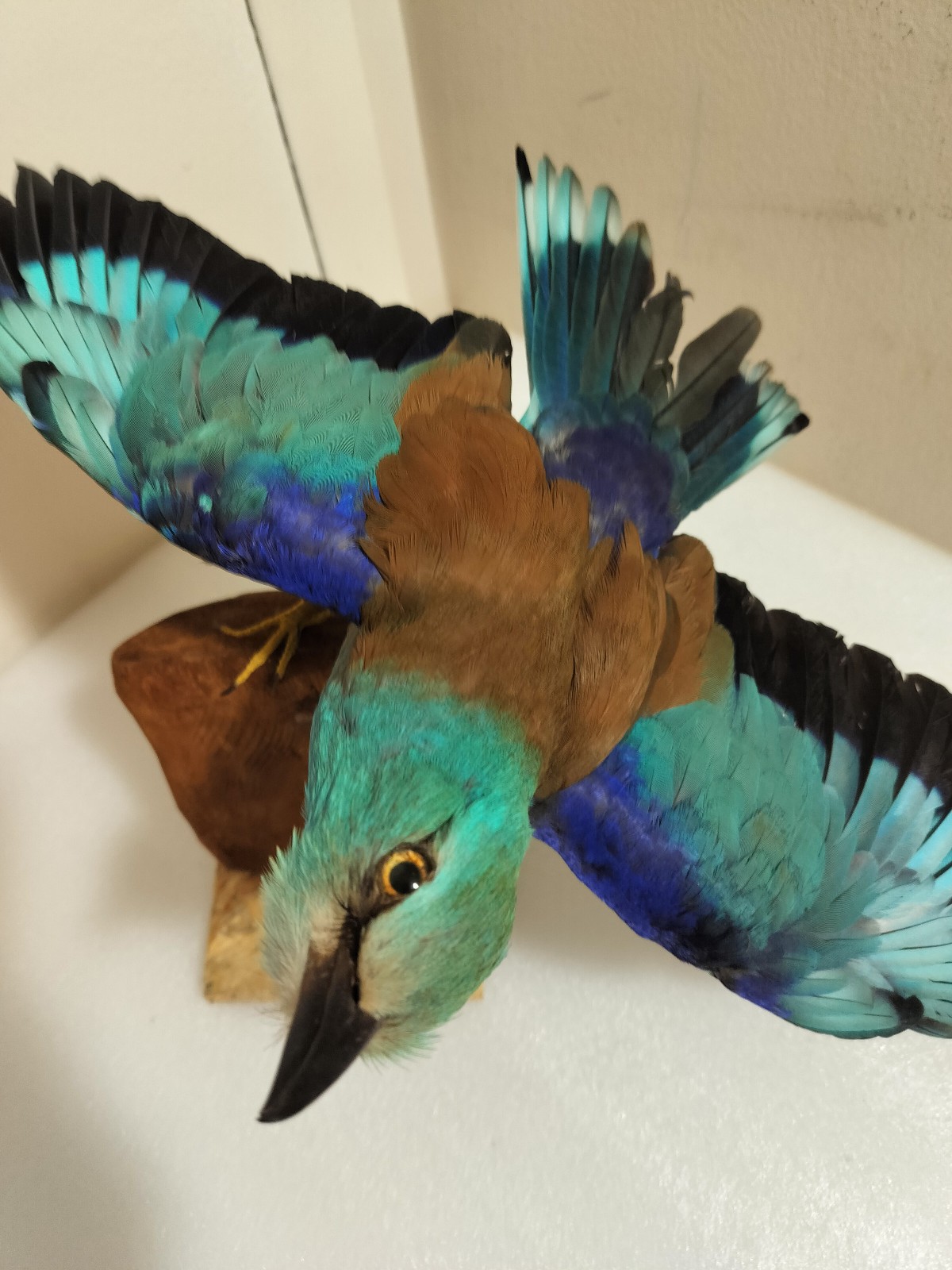 real bird taxidermy wall mount 2025