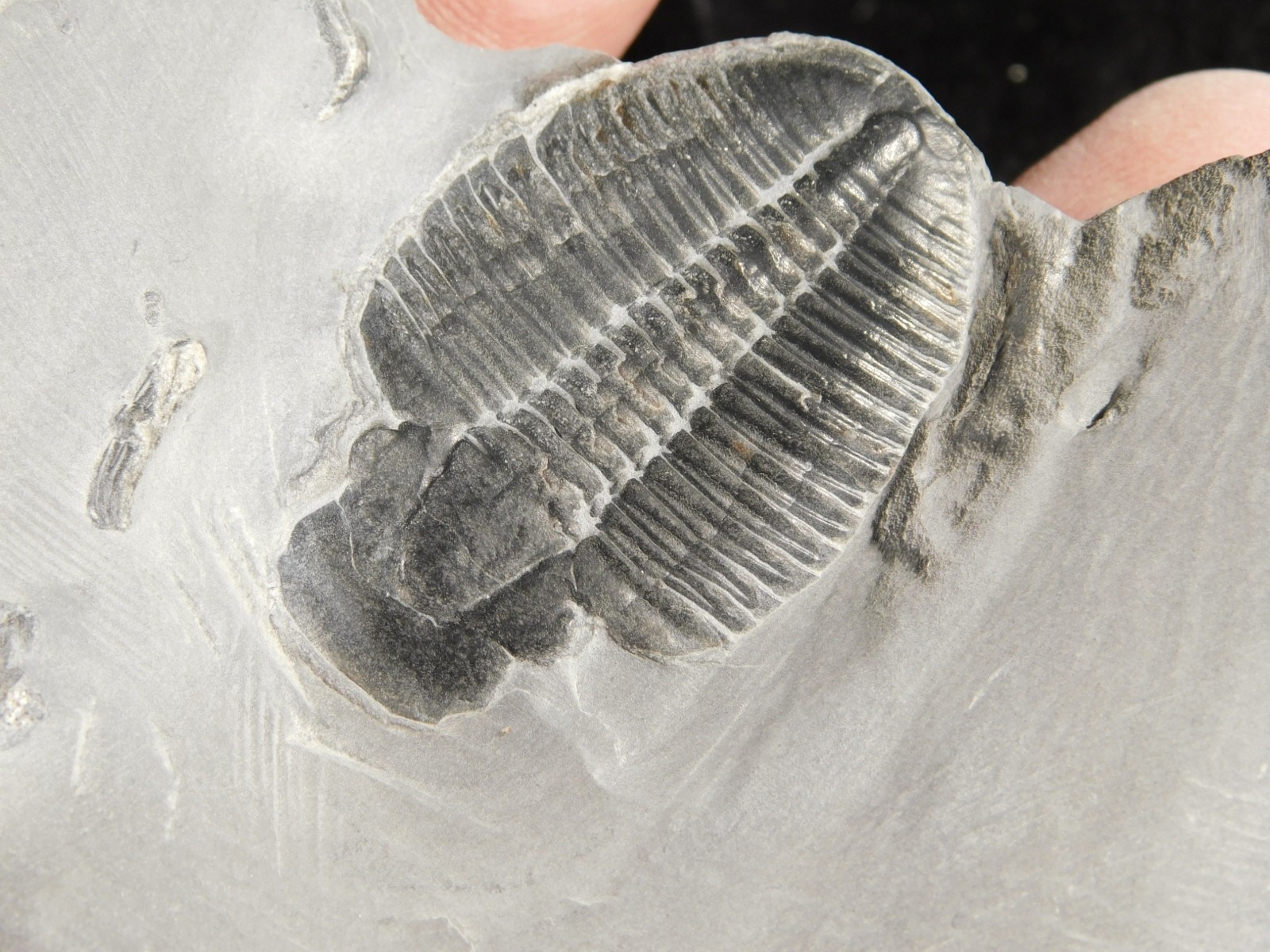 Elrathia TRILOBITE Fossil From Cambrian Utah 100% Natural 130gr *C