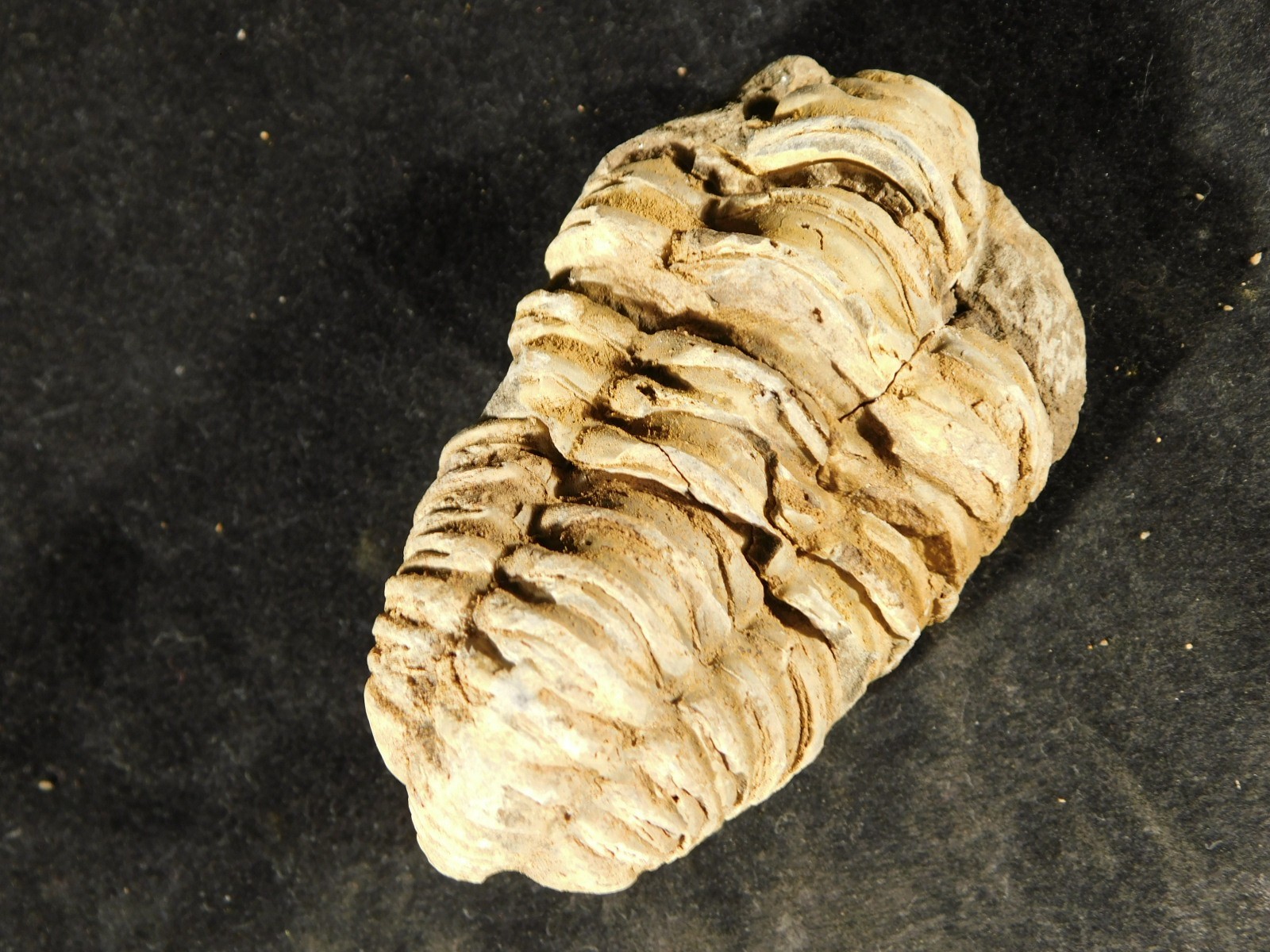 Big! 460 MILLION Year Old! Flexicalymene TRILOBITE Fossil Morocco 74.5gr