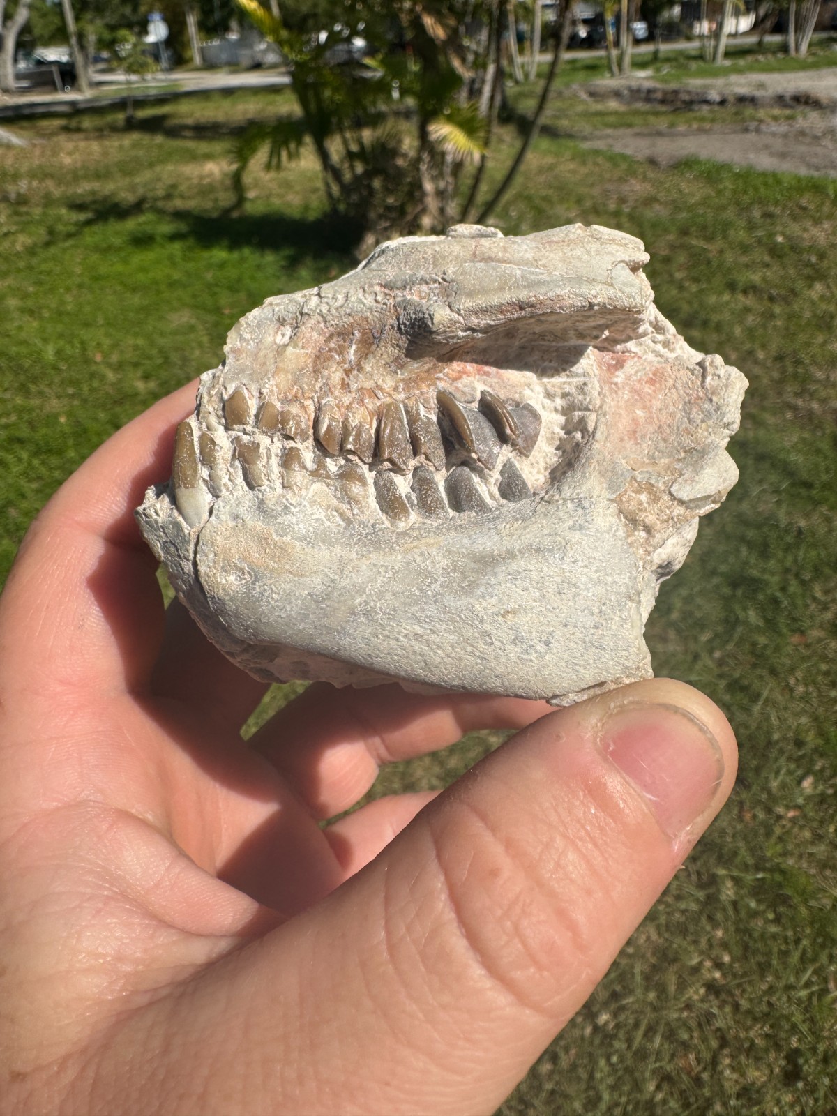 BEAUTIFUL PREP WHITE RIVER OREODONT LEPTAUCHENIA SKULL JAW TEETH BONE FOSSIL