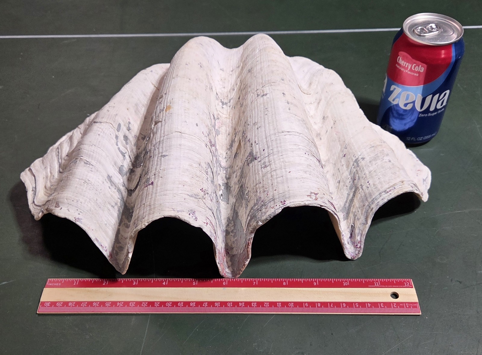 REAL 15½" Natural Giant Clam Shell Tridacna Gigas Sea *AND* 10" Giant Clamshell