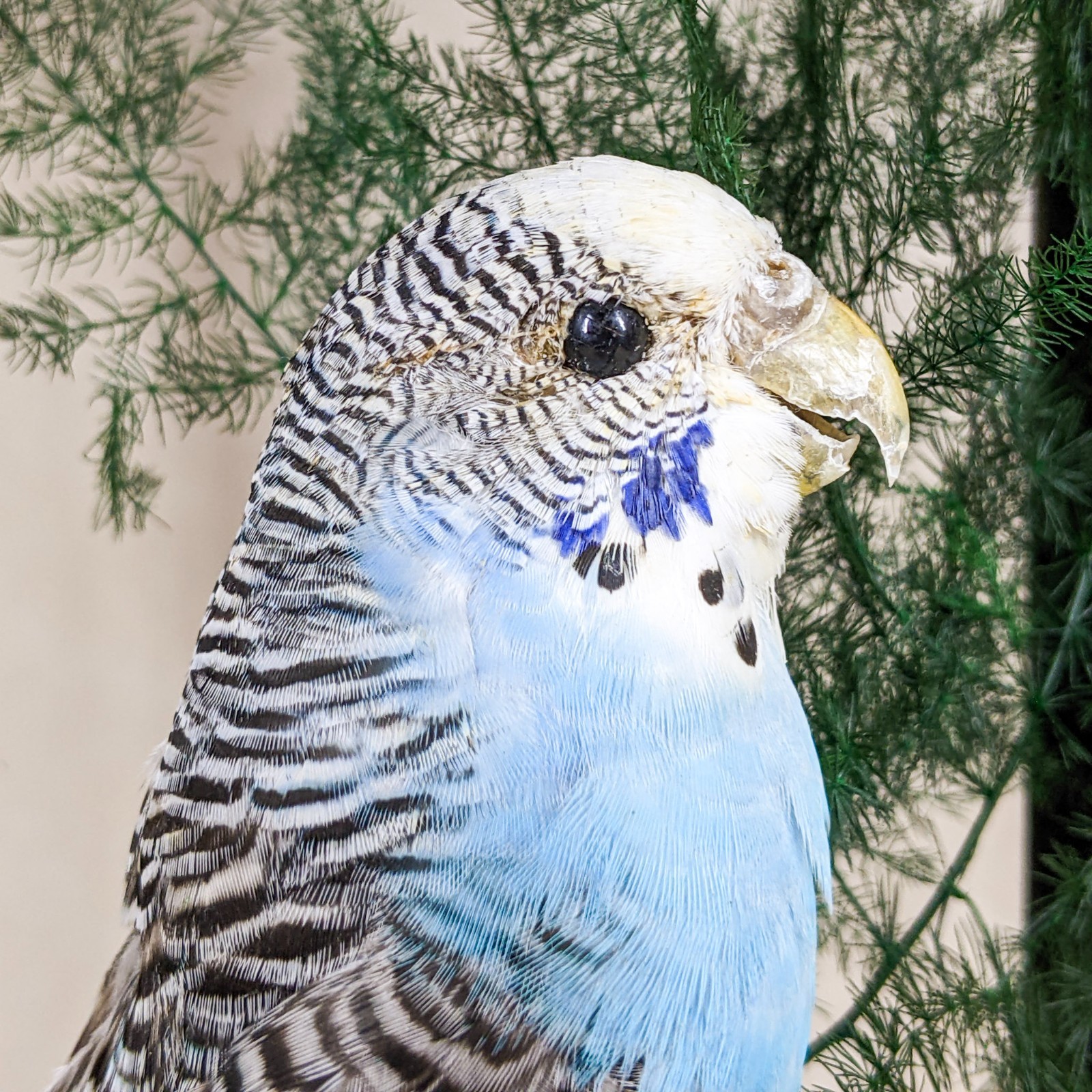 Parakeet Taxidermy Oddities Curiosities Antique Style Display Collectible