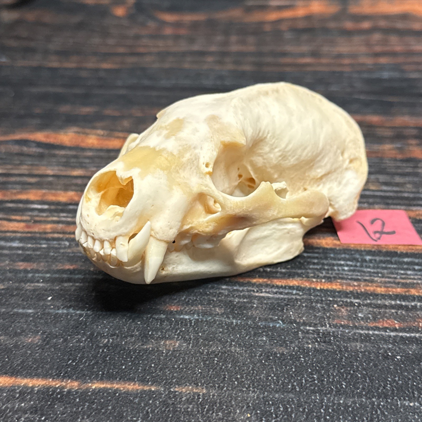 Real XL Badger Skull Unique Gift Halloween Craft Animal Mount Art Model Head Odd