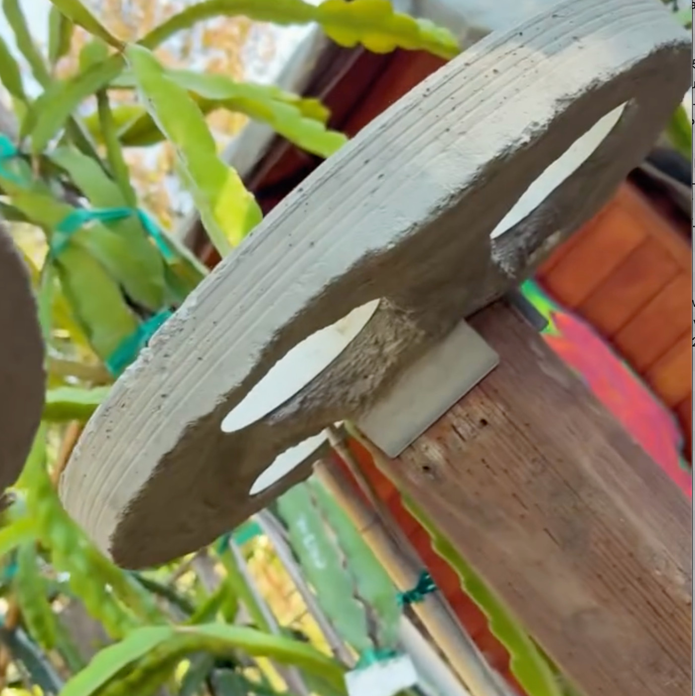 Dragon Fruit Trellis Topper with FREE LED SOLAR LIGHT Screw Direct to 4x4 Post