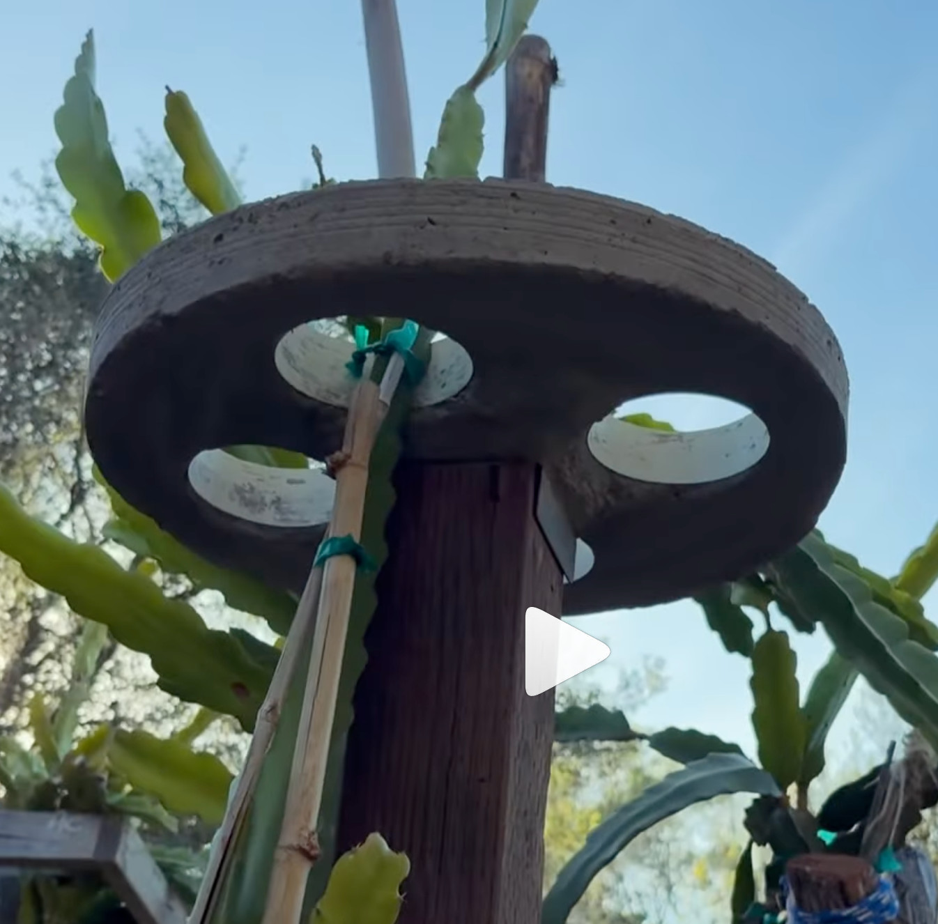 Dragon Fruit Trellis Topper with FREE LED SOLAR LIGHT Screw Direct to 4x4 Post