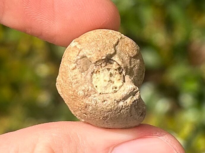 Oklahoma Fossil Goniatite Glaphyrites hyattianus Pennsylvanian Age Ammonite