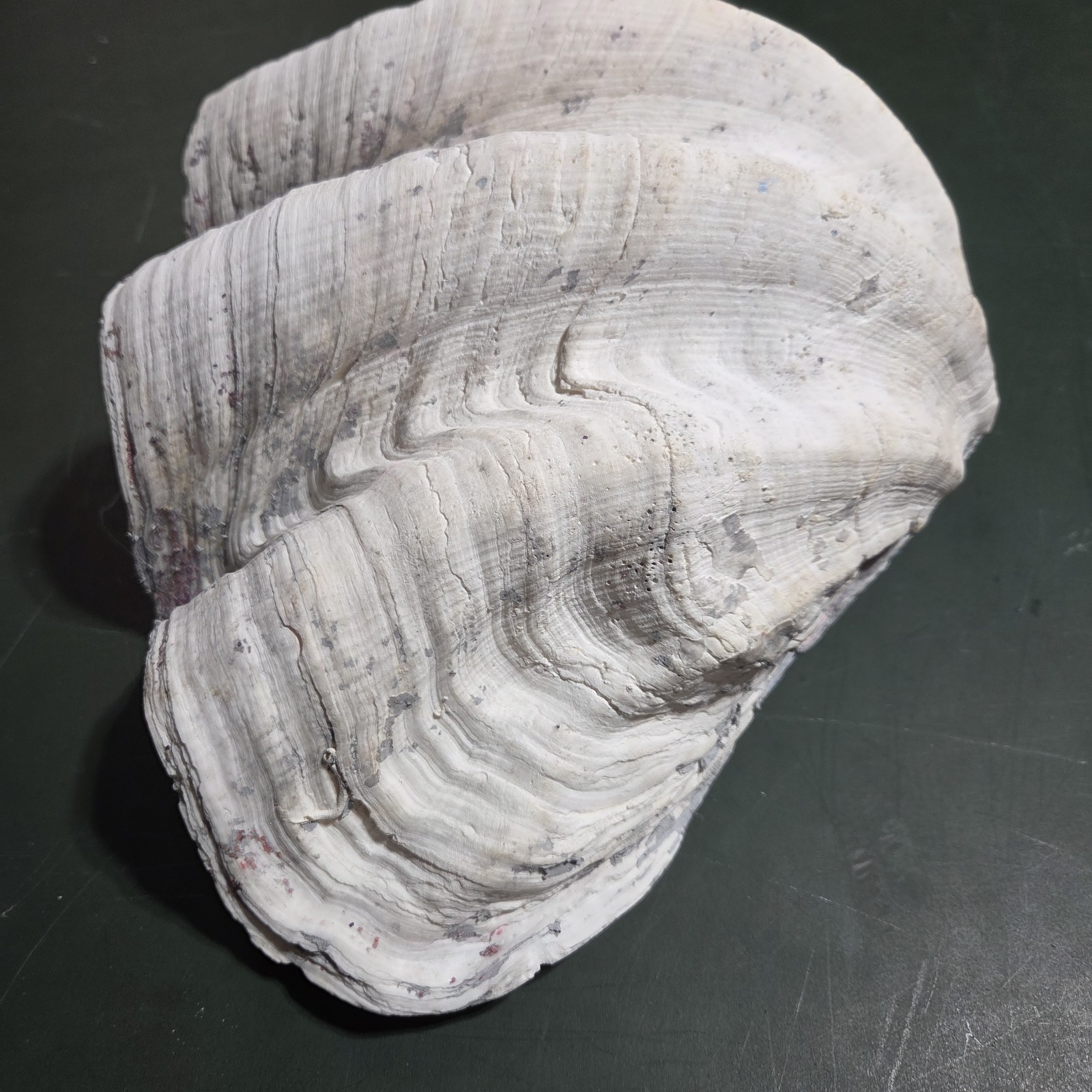 REAL 15½" Natural Giant Clam Shell Tridacna Gigas Sea *AND* 10" Giant Clamshell