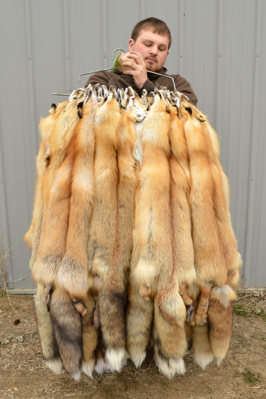 Tanned Red Fox Winter “Heavy Fur” Western XL Pelt, Hide, Medium Grade (rfwhmg)