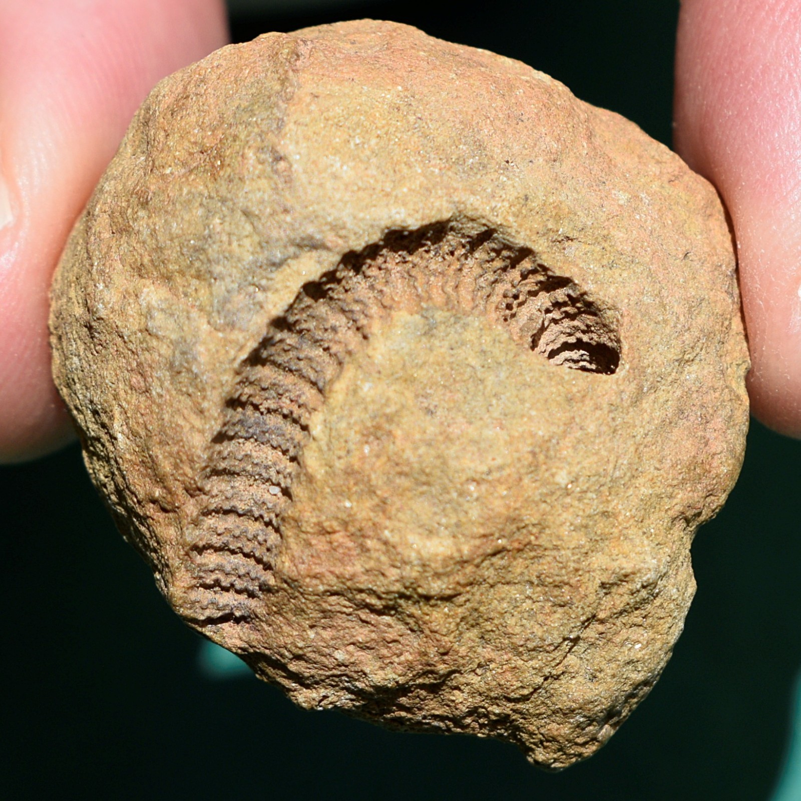 Crinoid, Myelodactylus sp.: Bolivia devonian crinoid fossil