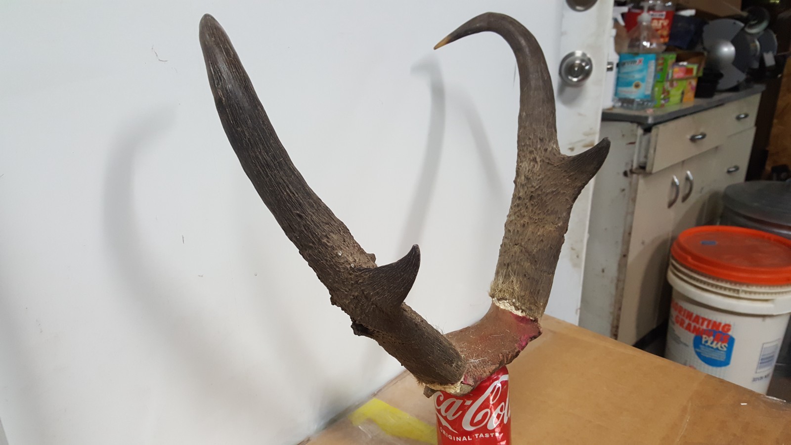 IVORY TIPPED 15+" TALL PRONGHORN ANTELOPE HORNS antlers mule whitetail elk deer