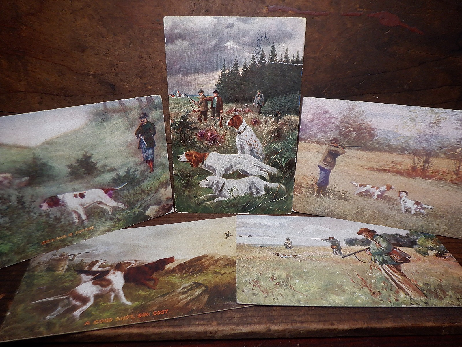 5 Antique HUNTING DOGS w/Hunter Postcards - English/Irish Setter Gun Bird Dogs
