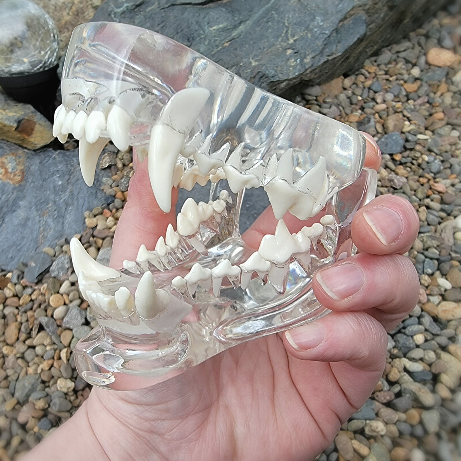 Transparent Dog Teeth, Anatomical Canine Clear Dental Model, Oddities